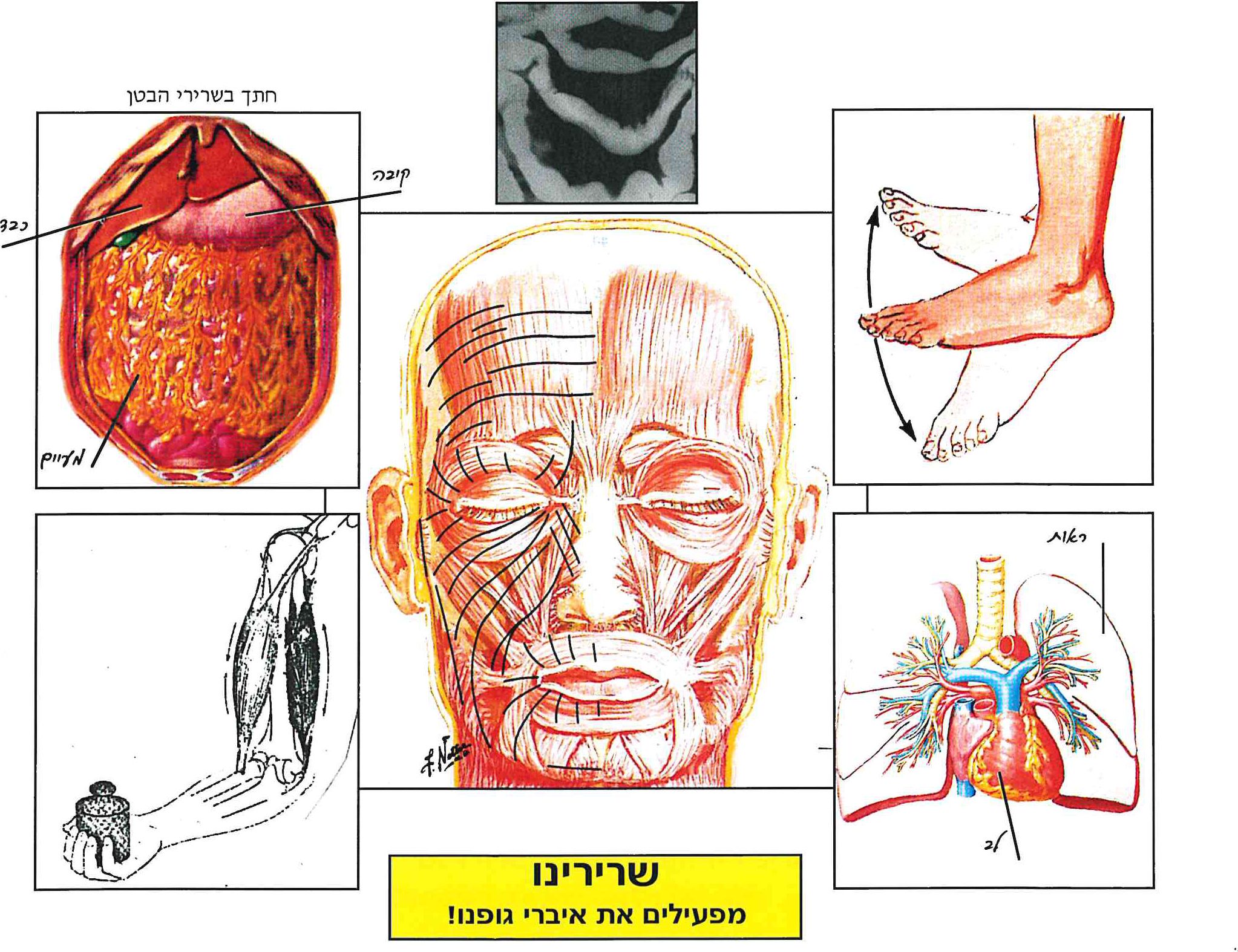 שרירים